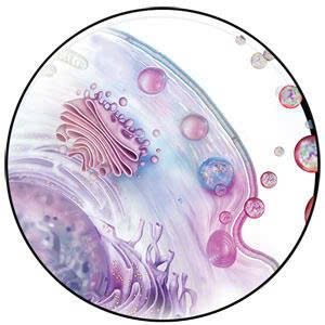 exosome 05